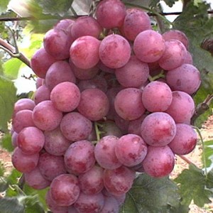 Grape-Red-Red-Globe-360×360-redglobegrapes