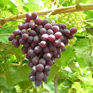 Grape-crimson-01