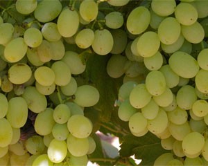 Grapes Sultana